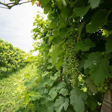 Regina Nel Cuore Del Veneto Codognè Eksteriør bilde